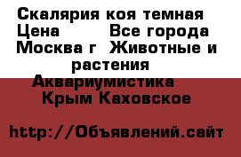 Скалярия коя темная › Цена ­ 50 - Все города, Москва г. Животные и растения » Аквариумистика   . Крым,Каховское